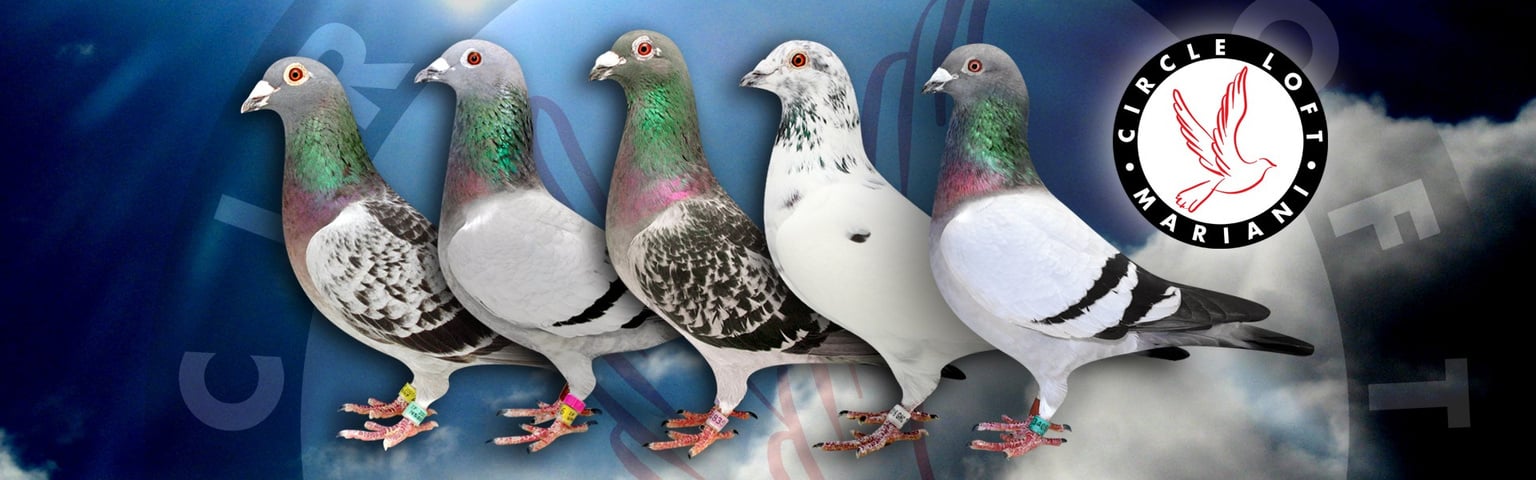 Racing pigeons.